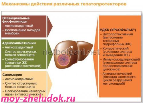 Механизм действия гепатопротекторов