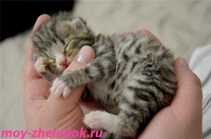 Ветеринар всегда поможет, фото pikabu.ru