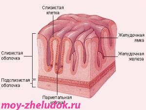 Слизистая оболочка желудка